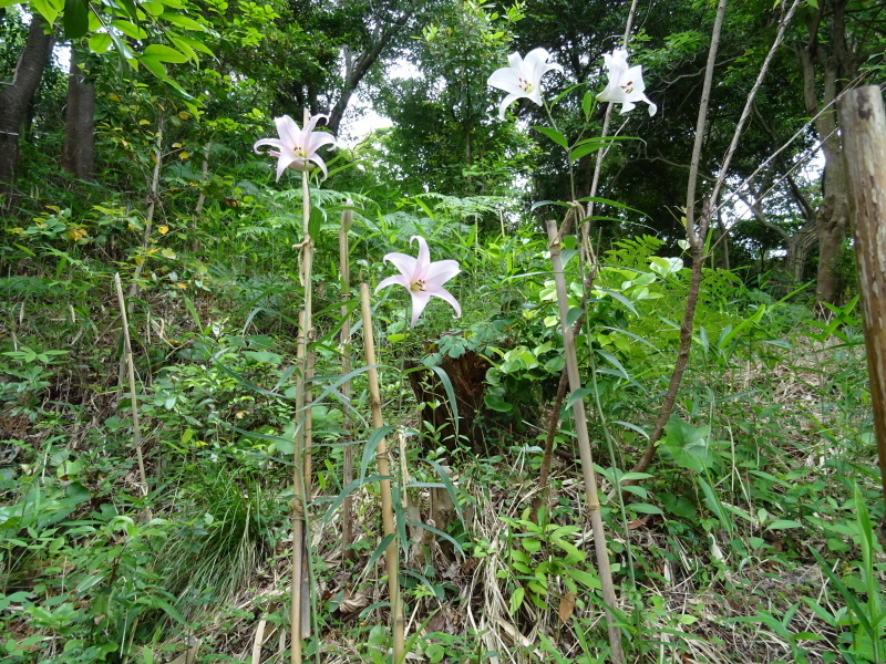 うみべの森「ササユリ便り」⑥_c0108460_16385900.jpg