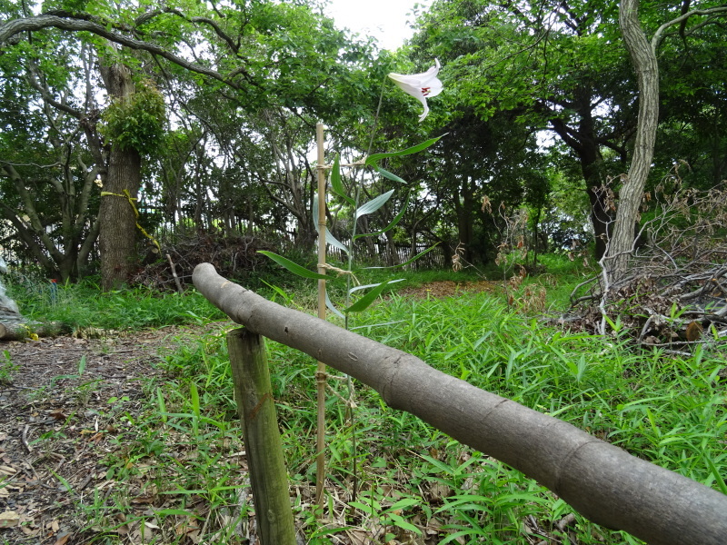 うみべの森「ササユリ便り」⑥_c0108460_16405319.jpg