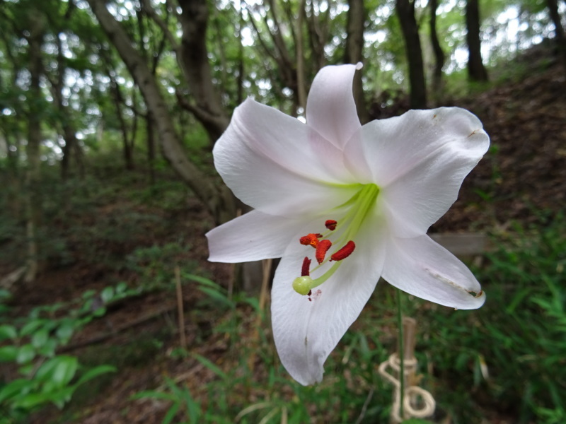 うみべの森「ササユリ便り」⑥_c0108460_16434947.jpg