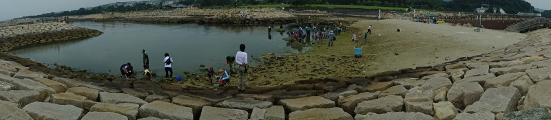 第12回「大阪湾生き物一斉調査」・・・せんなん里海公園_c0108460_20544220.jpg