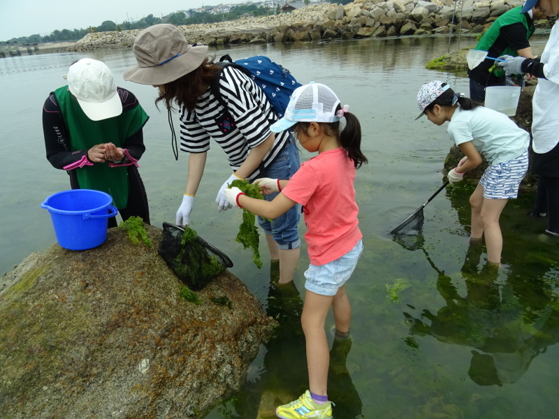 第12回「大阪湾生き物一斉調査」・・・せんなん里海公園_c0108460_20553313.jpg