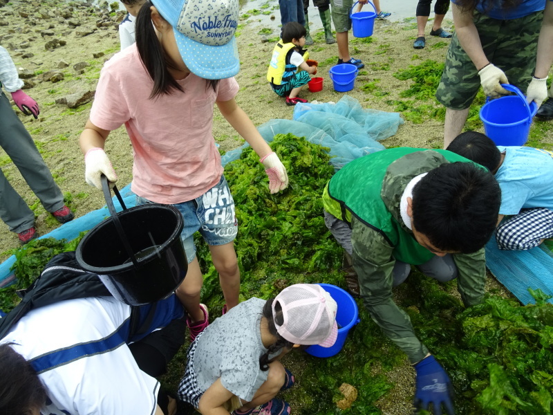 第12回「大阪湾生き物一斉調査」・・・せんなん里海公園_c0108460_20590093.jpg