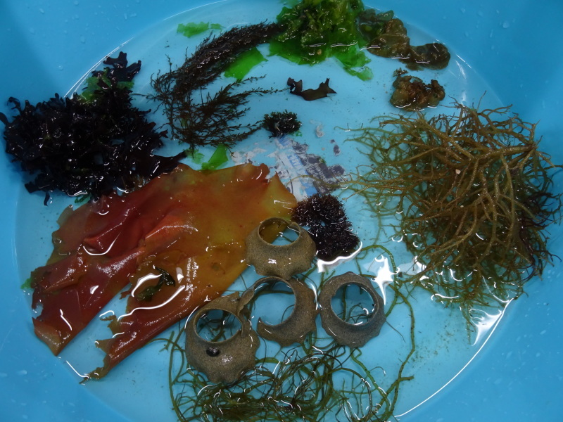 第12回「大阪湾生き物一斉調査」・・・せんなん里海公園_c0108460_21021874.jpg
