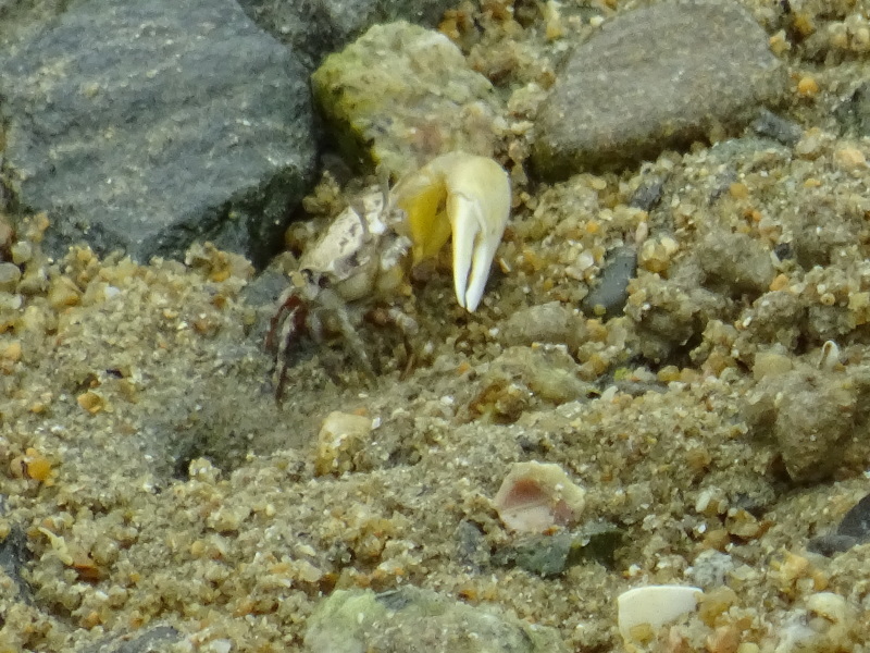 第12回「大阪湾生き物一斉調査」・・・せんなん里海公園_c0108460_21042876.jpg