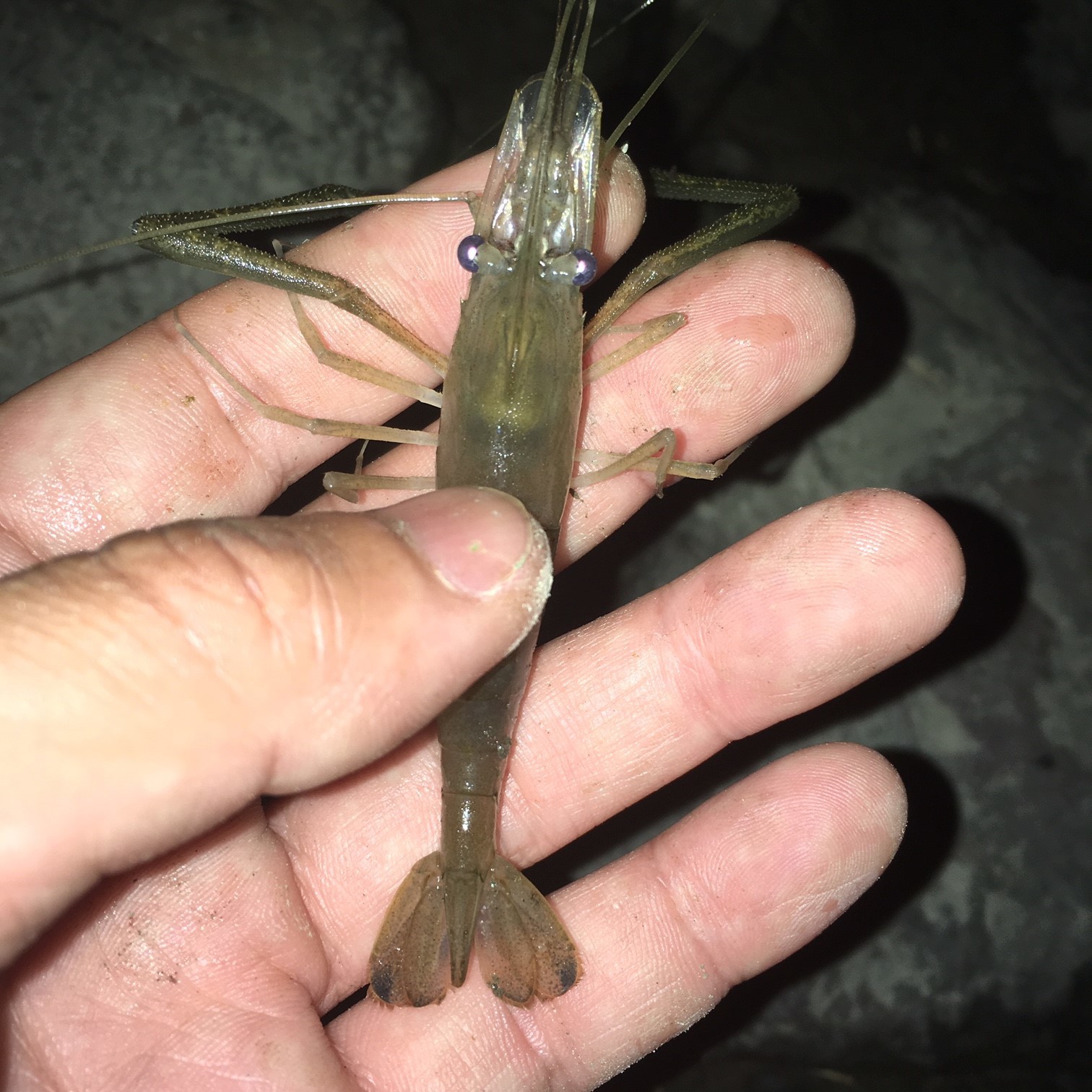 たまにはテナガエビの夜釣りでも 清水zone たまにはテナガエビの夜釣りでも 清水zone