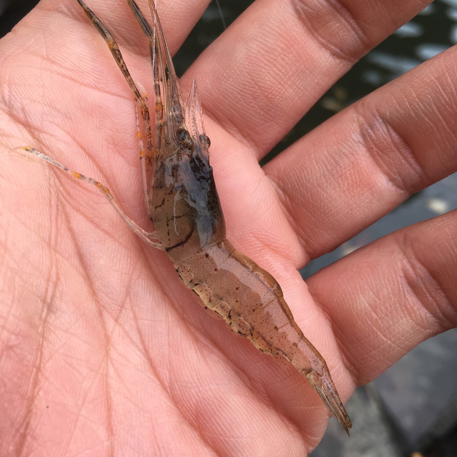 テナガエビ釣り 鶴見川 多摩川 清水zone テナガエビ釣り 鶴見川 多摩川 清水zone