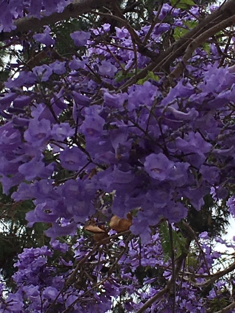 ジャカランダの紫の花_e0350971_13250350.jpg