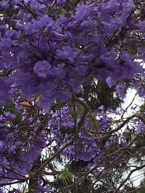 ジャカランダの紫の花_e0350971_13253076.jpg