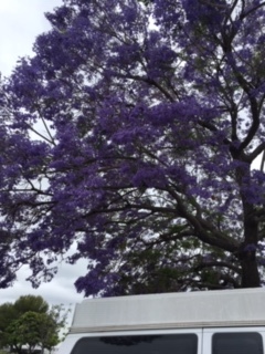 ジャカランダの紫の花_e0350971_13255869.jpg