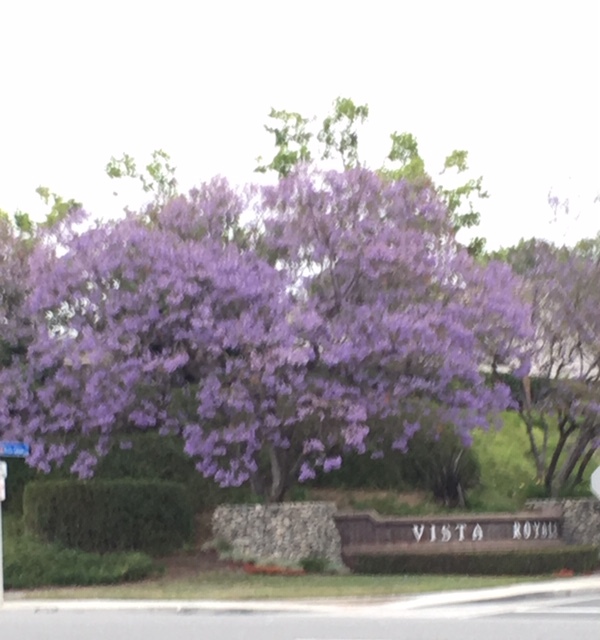 ジャカランダの紫の花_e0350971_13261041.jpg