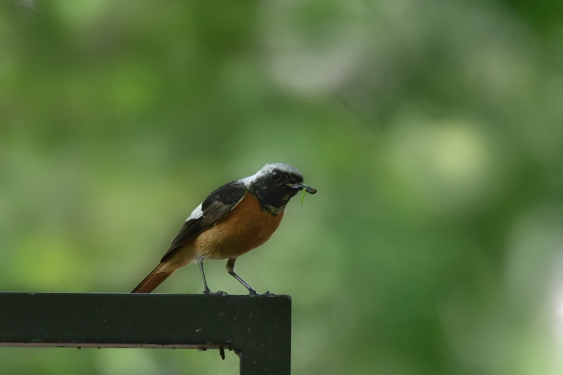 本当は冬鳥なんですが ジョウビタキ_f0053272_21252102.jpg