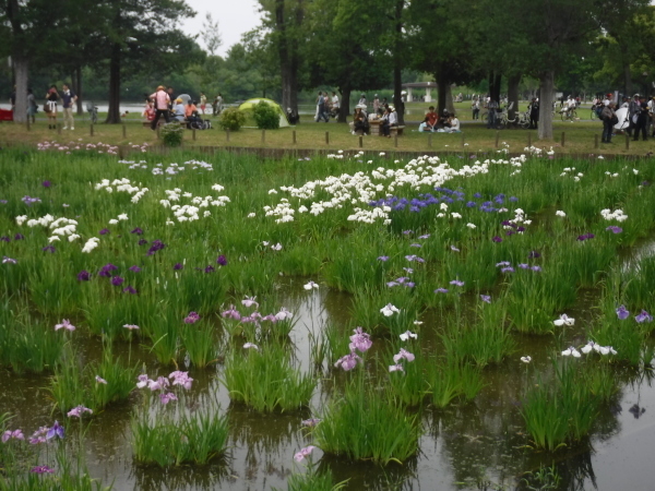 水元公園のショウブの咲き具合情報_d0121678_15421888.jpg