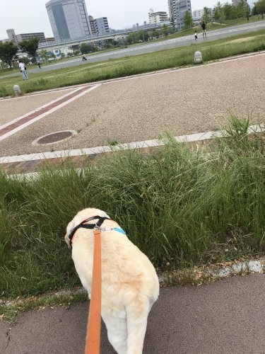 f0315081_17525313.jpeg