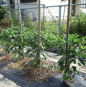 f0003283_07302443.jpg