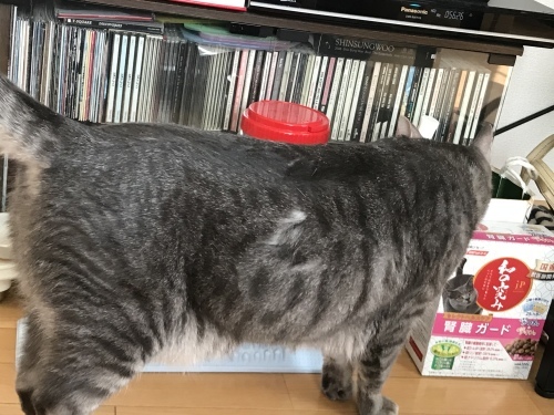 c0340786_14153293.jpeg