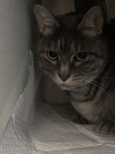 c0340786_14180272.jpeg
