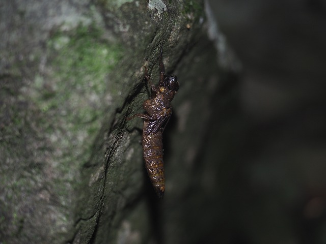 d0156387_17350007.jpg