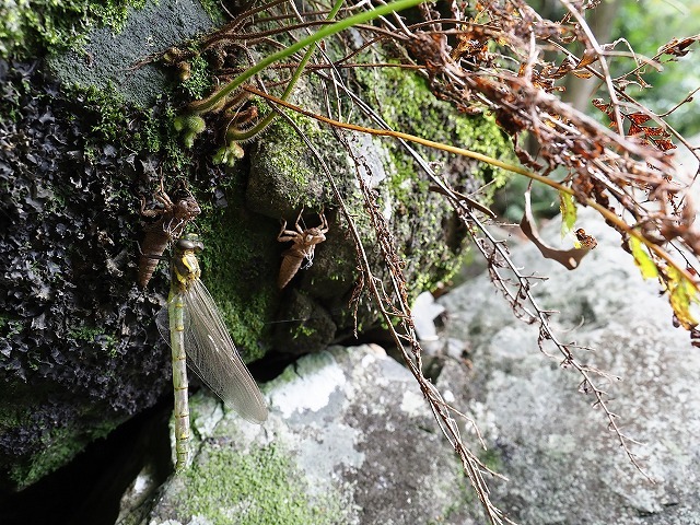 d0156387_17350774.jpg