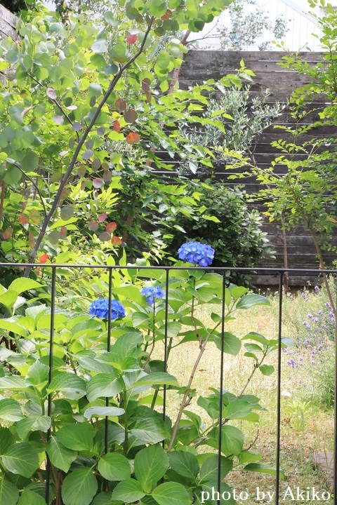 あらっ、気になる Blue のあの子がいない!_f0298290_15235689.jpg