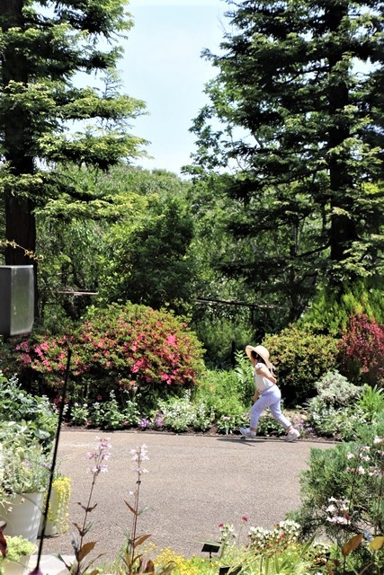 藤田八束のガーデニング鑑賞@兵庫県西宮市北山緑化植物園は美しい花、可愛い花達で一杯です。見事な手入れに感激です。バラの花と子供_d0181492_23442678.jpg