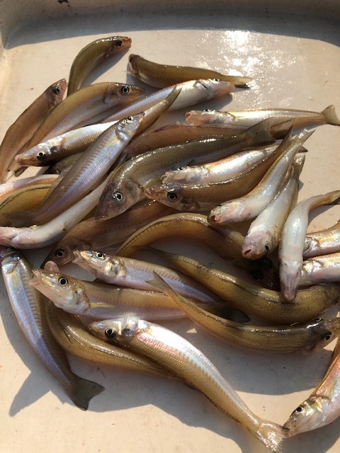 Boat Fishing     ／　鱚が食べたい！_b0195093_09352146.jpg