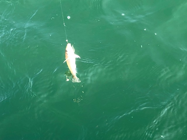 Boat Fishing     ／　鱚が食べたい！_b0195093_09360336.jpg