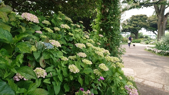 開港記念日、6月2日の港の見える丘公園_b0134195_11520101.jpg