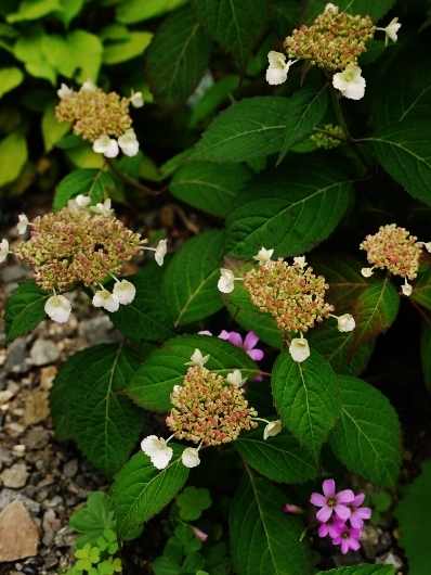 e0167795_16140593.jpg