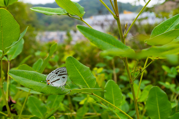 種松山のミドリシジミ2019-2_d0001300_14531629.jpg