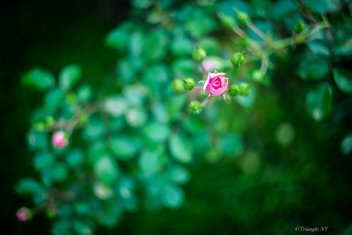 The rose_a0274805_09484811.jpg