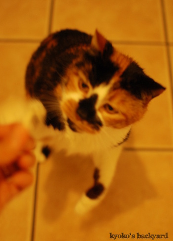 チキン大好き!_b0253205_01383005.jpg