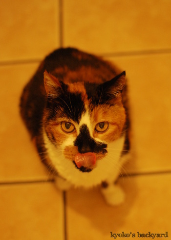 チキン大好き!_b0253205_01385166.jpg