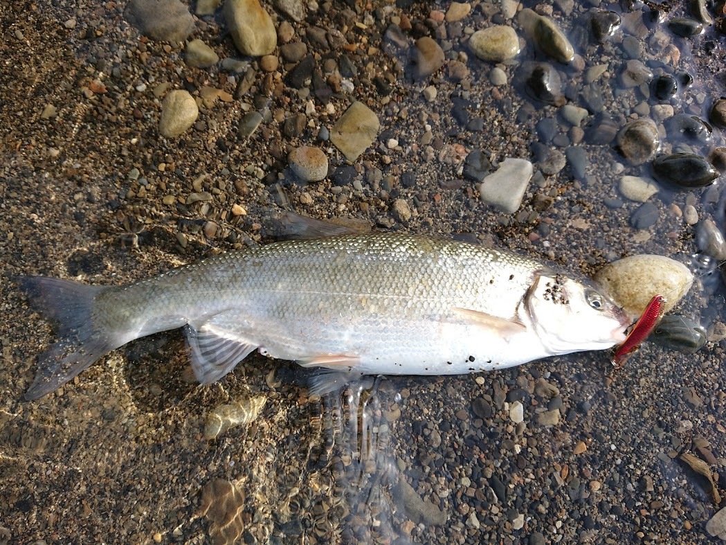 カエルの鳴き声と初夏の魚 日置川 第３の釣り