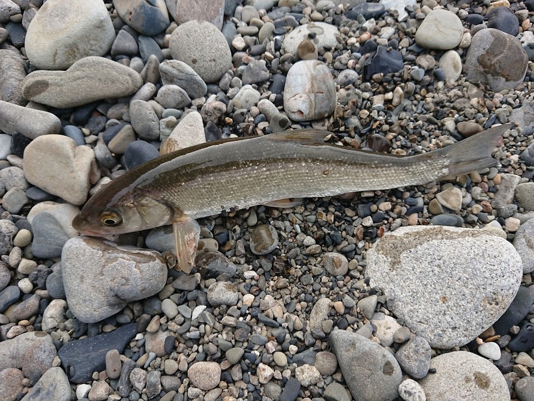 カエルの鳴き声と初夏の魚 日置川 第３の釣り