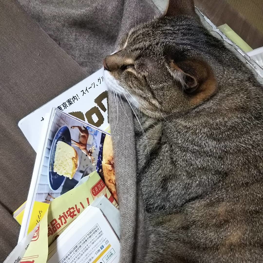 クーがいなくなったので。。。_f0316507_09585820.jpg