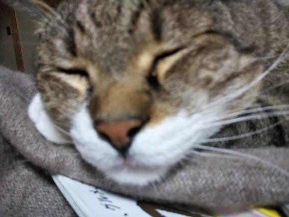 クーがいなくなったので。。。_f0316507_09591880.jpg