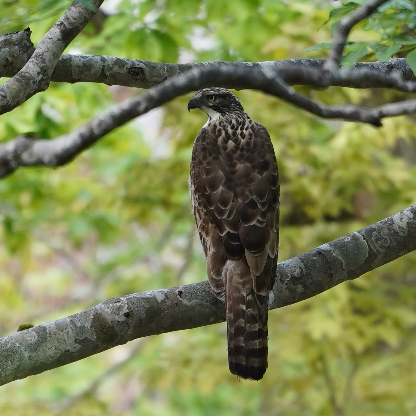 松之山探鳥 クマタカ DGJ_d0346713_09490691.jpg