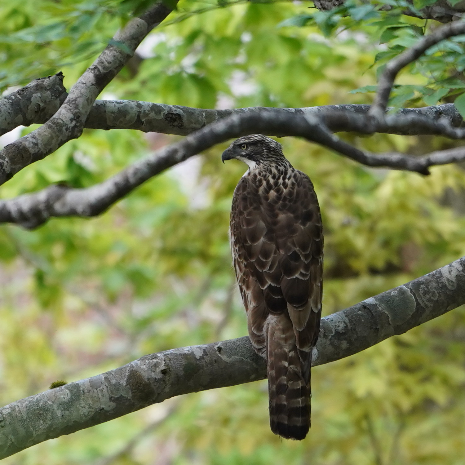 松之山探鳥 クマタカ DGJ_d0346713_09491457.jpg