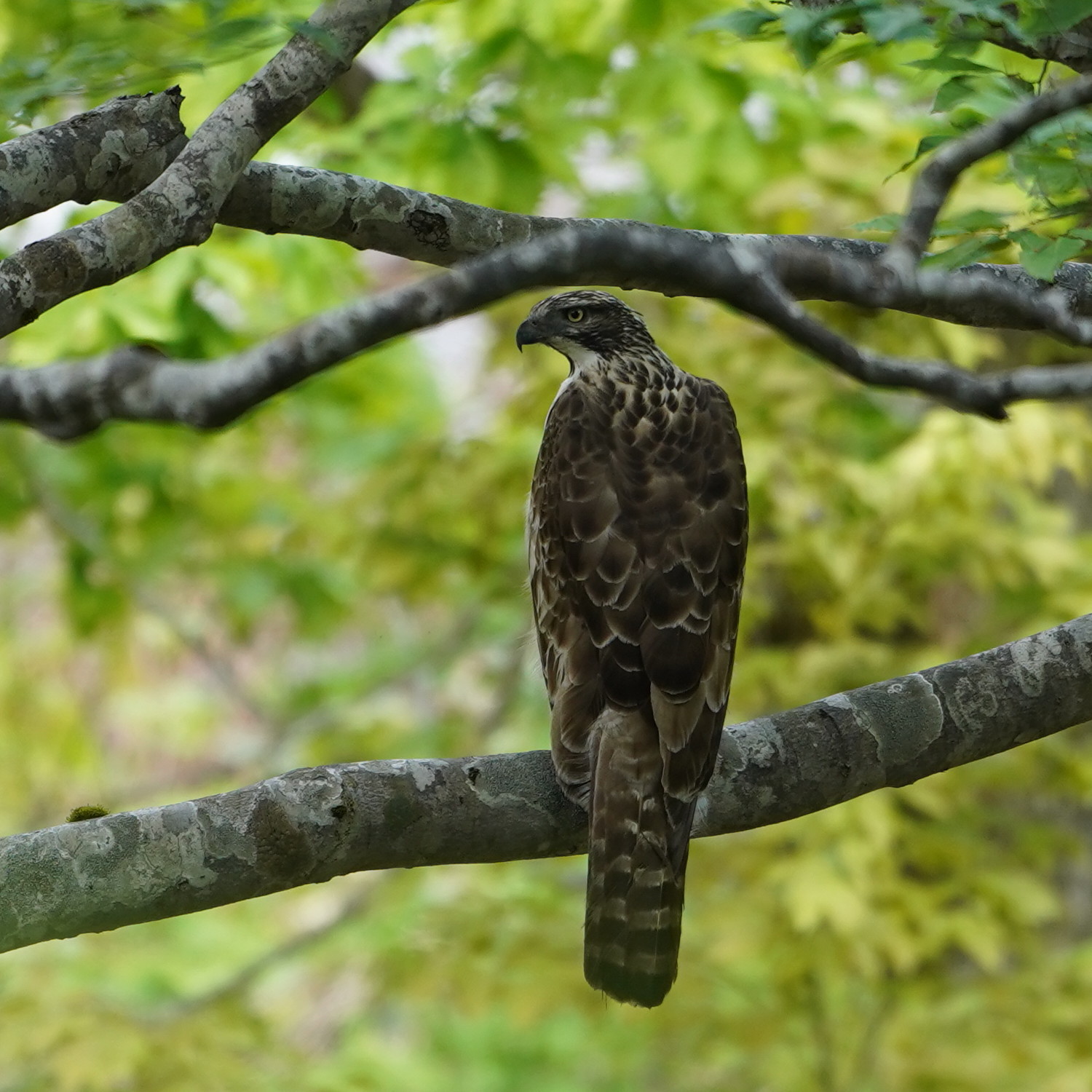 松之山探鳥 クマタカ DGJ_d0346713_09492948.jpg
