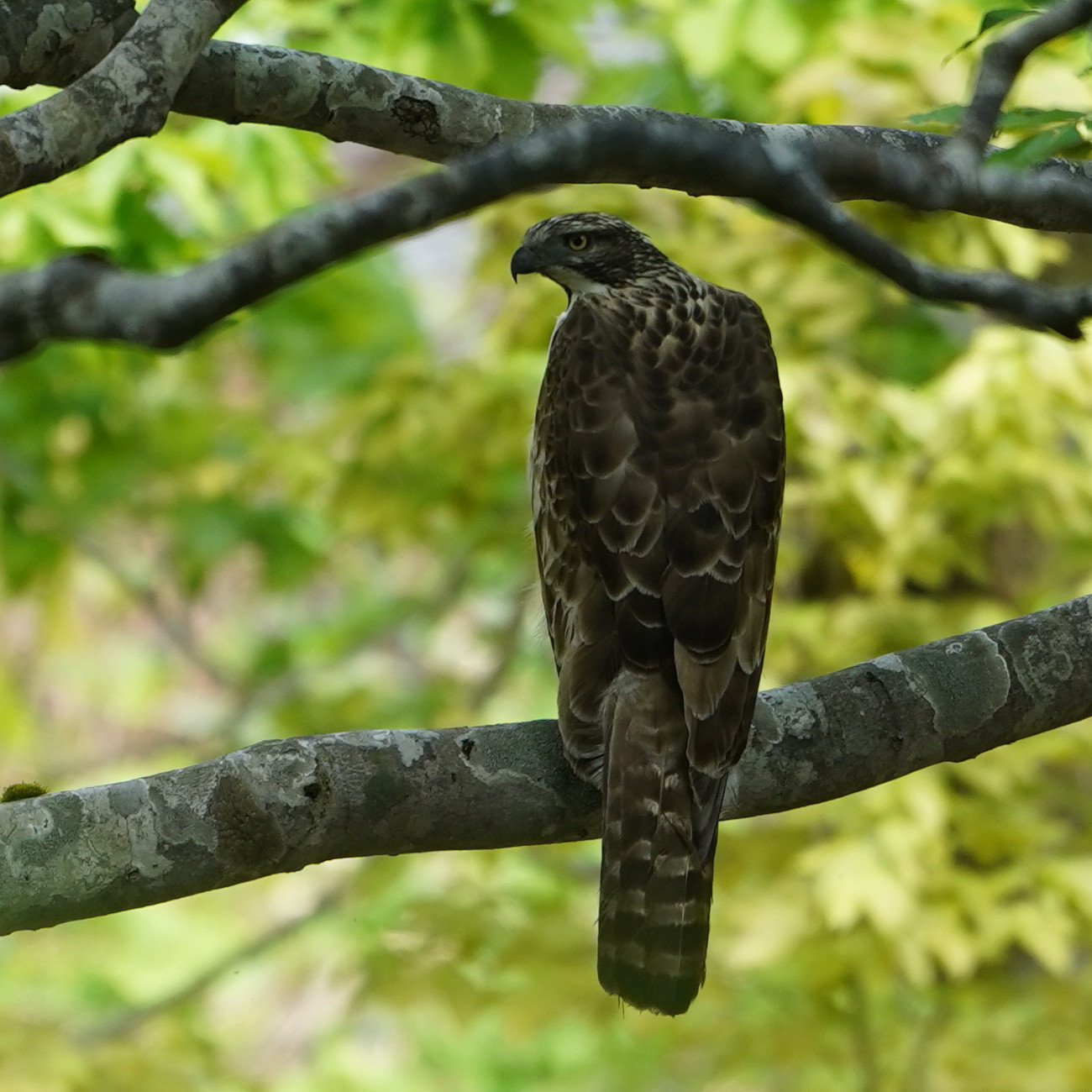 松之山探鳥 クマタカ DGJ_d0346713_09494637.jpg