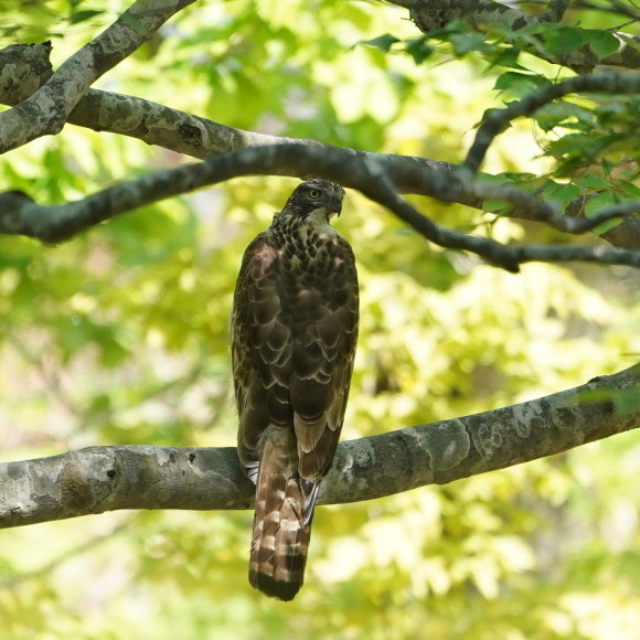 松之山探鳥 クマタカ Ⅱ DGJ_d0346713_10380480.jpg