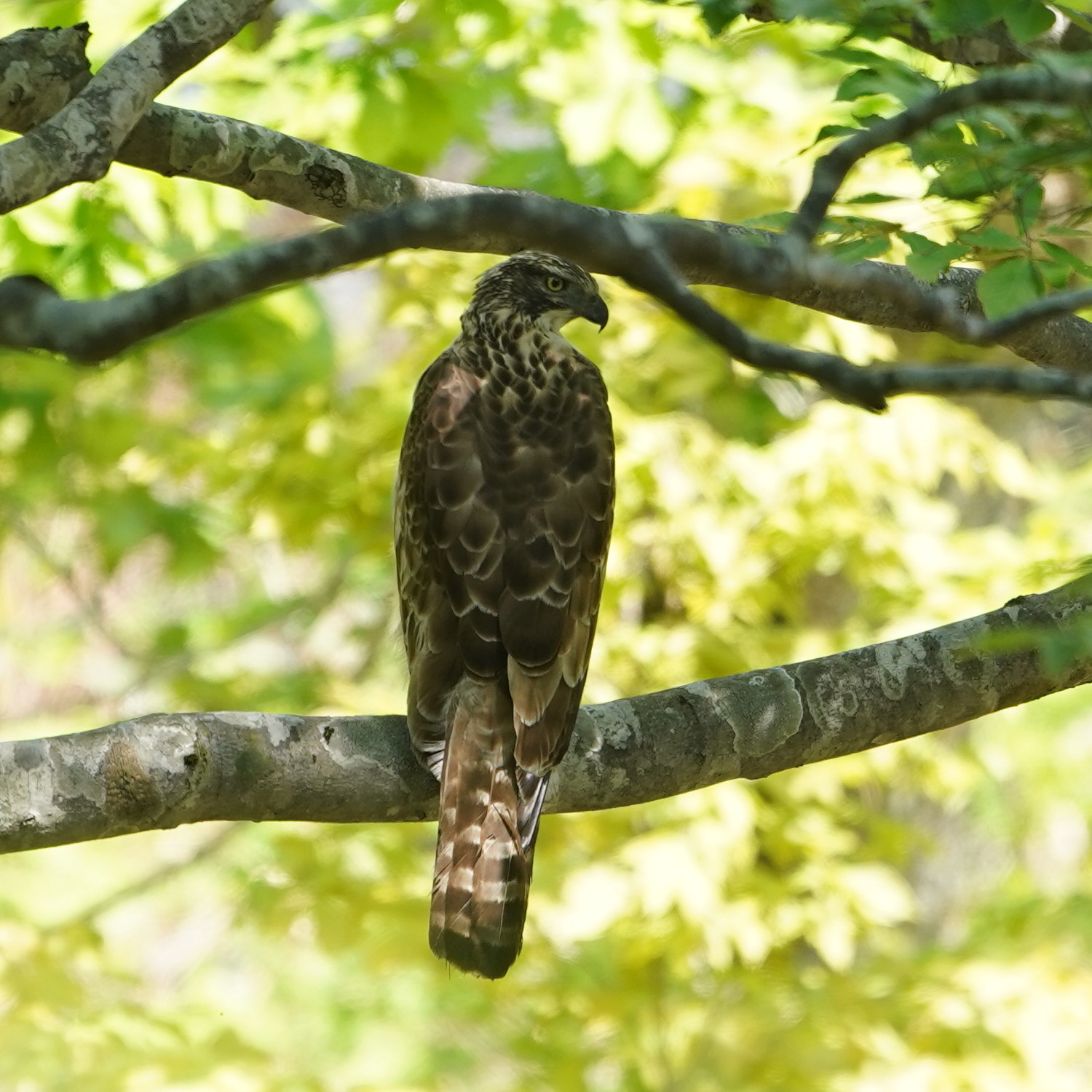 松之山探鳥 クマタカ Ⅱ DGJ_d0346713_10381716.jpg
