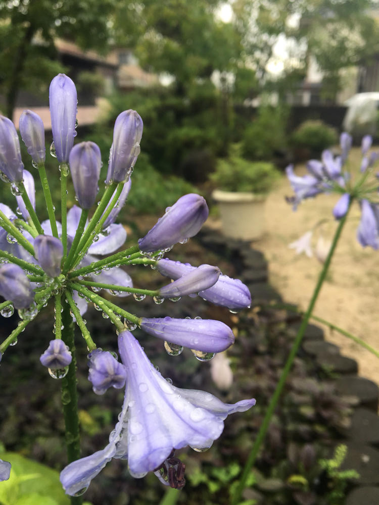 アガパンサスは 愛の花 自然を見つめて自分と向き合う心の花