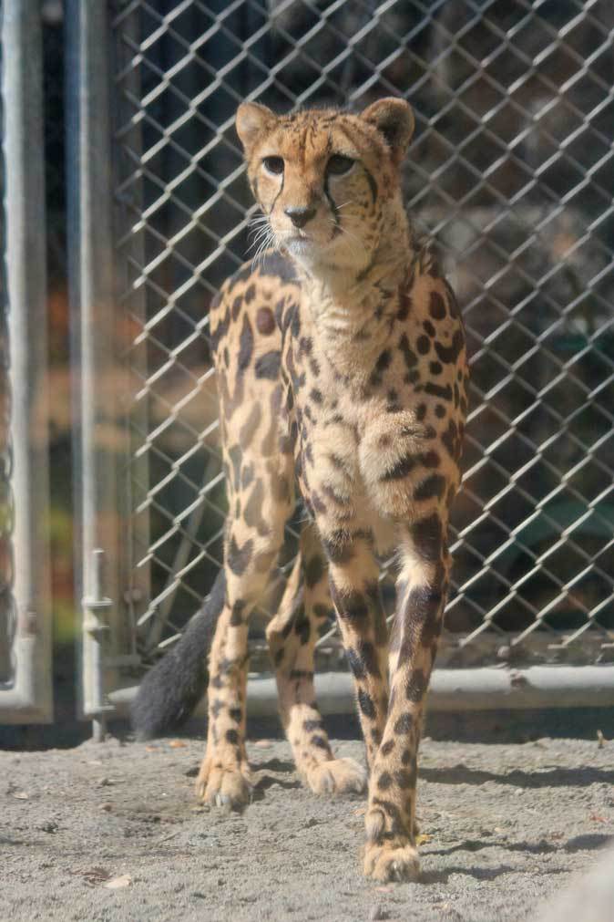 キングチーター「ナデシコ」の旅立ち（多摩動物公園 October 2018）_b0355317_22314558.jpg