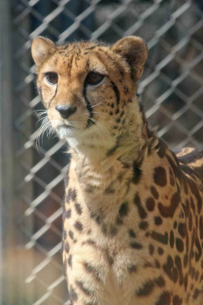 キングチーター「ナデシコ」の旅立ち（多摩動物公園 October 2018）_b0355317_22430666.jpg