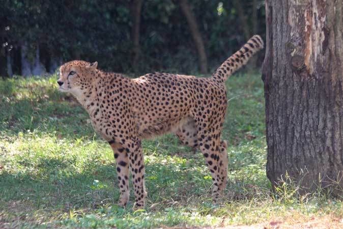 キングチーター「ナデシコ」の旅立ち（多摩動物公園 October 2018）_b0355317_22493392.jpg