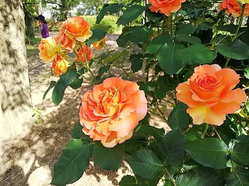 c0084117_19010923.jpg