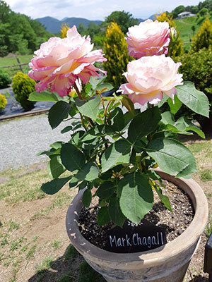 a0276937_14122908.jpg