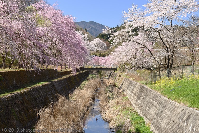 長留川のしだれ桜と花桃_e0362037_21133576.jpg