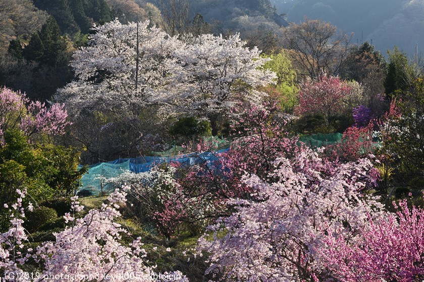 長留川のしだれ桜と花桃_e0362037_21134501.jpg